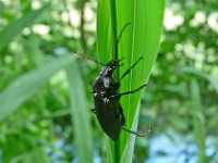 P1150599  un otoctone