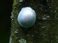 P1150605  un champignon