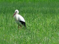 P1150607  les cigognes