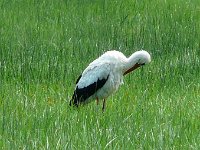 P1150611  font une halte