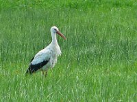 P1150612  dans le pré