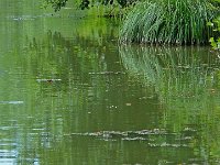 P1150624  dans un éclair vert