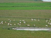 P1150633  les vâches