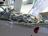 IMG 3036  Un clandestin.