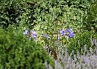 IMG 2725  Agapanthes et lavandes