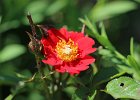 IMG 2785  Rose