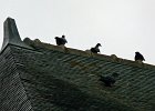 P1160001  les pigeons