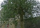 P1160033  le houx , arbre de 400 ans d&#39;âge