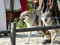 P1160513  Nous voici à l'époque des loups domestiques.