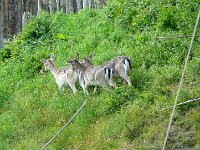 P1160515  Le bon paysan élève ses biches.