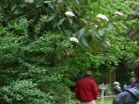 P1060391  Voyons, voyons