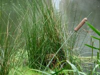 P1060411  mais ne plie pas