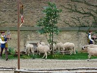 P1060265  La bergère était toute à ses moutons