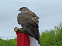 P1060642  Vous n'oublierez jamais le grand ballet des milans, pélicans, cigognes et marabouts... un spectacle unique !