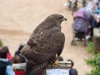 P1060644  Regardez bien