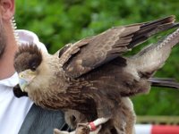 P1060650  tout mignon