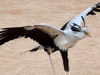 P1060654  le danseur étoile
