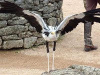 P1060655  ailes déployées