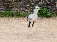 P1060656  le serpentaire