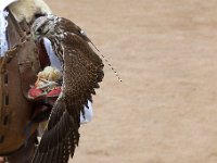 P1060675  un petoit poussin bien dodu