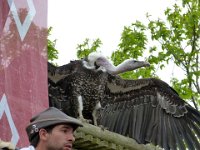 P1060693  le vautour et son regard de prédateur