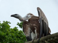 P1060699  Trop de jeunes se croient sans avenir, alors qu'ils sont sans objectif.Le vautour en a un...