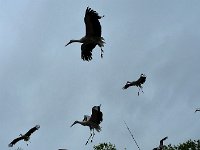 P1060707  l'explosion dans le ciel