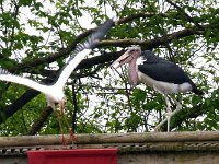 P1060708  de tous cotés