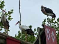 P1060712  sans règles