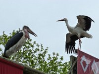 P1060713  ont inversés