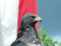 P1160479  Français, française.....On vous souhaite tout le bonheur du monde Et que quelqu'un vous tende la main Que votre chemin évite les bombes Qu'il mène vers de calme jardins