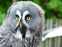 P1160484  Mais qu'est que je raconte!