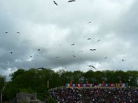 P1160489  magnifique