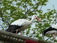 P1160492  le bal des oiseaux fantômes