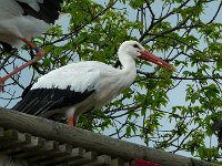 P1160493  bel oiseau
