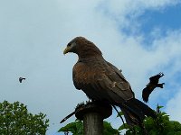 P1160495  cherche cherche