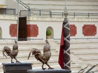 P1060434  Vous êtes prêts ?  Quoi qu'il en soit, les jeux sanglants, dits du cirque, disparurent lorsque le christianisme eut pris possession de l'empire romain. Constantin le Grand, après sa conversion , commença d'abord par abolir les processions (Pompa circensis).et les cérémonies religieuses qui précédaient la célébration des jeux. Les combats de gladiateurs furent supprimés par un édit d'Honorius (403 ap. J. C.); cependant ce même empereur et Théodose rendirent une loi qui avait pour objet d'assurer les convois de bêtes destinées aux spectacles, et qui infligeait une amende de 5 livres d'or à quiconque leur ferait quelque mal. A Constantinople, on continua de faire paraître des animaux féroces dans les jeux jusqu'à l'époque de Justinien; enfin, les courses de chars ne cessèrent dans cette dernière ville que lorsqu'elle fut prise par les croisés, en 1204.