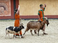 P1060460  les chèvres