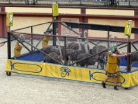 P1060469  Les autruches , ex autruchiens.