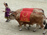 P1060470  les boeufs