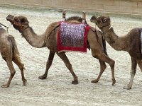 P1060475  les dromadaires