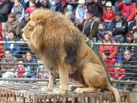 P1060563  le chef romain est dans la cage