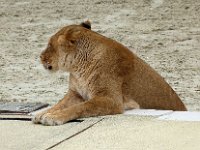 P1060567  ah les copines