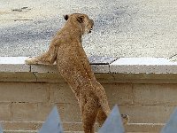 P1060572  ombrageuse