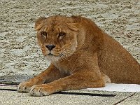 P1060576  t'as de beaux yeux tu sais