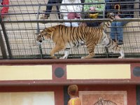 P1060583  et ensuite baghera pour venir à bout de ces terribles gaulois