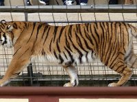 P1060584  mais la foule ne hurle plus , peut-etre un peu pres des grilles la bebete