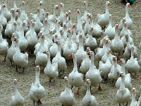 P1160622  in summum saxum evaserunt tanto silentio ut non solum custodes fallerent, sed ne canes quidem, sollicitum animal, excitarent. Anseres non fefellere, quibus in summa inopia Romani abstinuerant, quia aves erant Junoni sacrae ; quae res Romanis saluti fuit. : ainsi raconte la légende