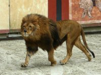 P1160648  le roi des animaux