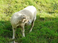 P1160532  une brebis égarée